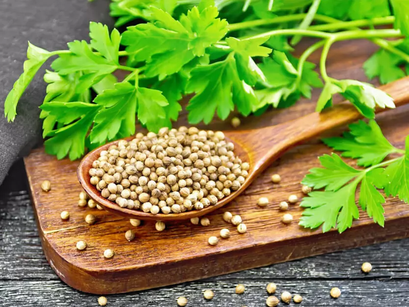 Benefits of Coriander2