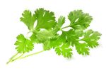 Fresh Coriander